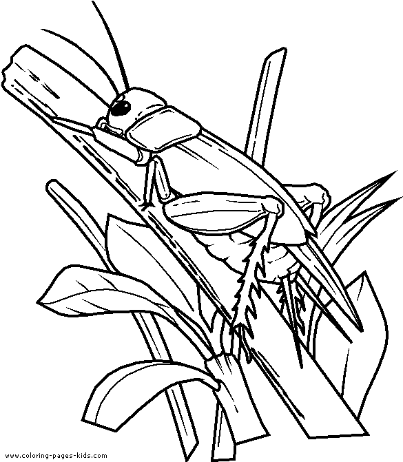 Grasshopper on a leaf color page
