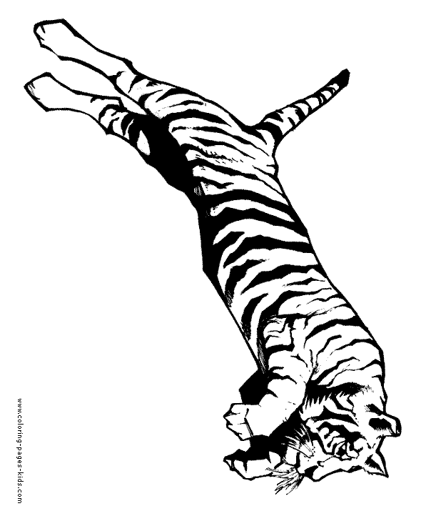 Tiger color page