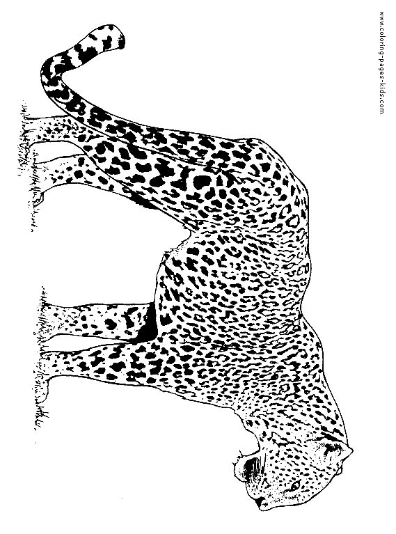Jaguar color page