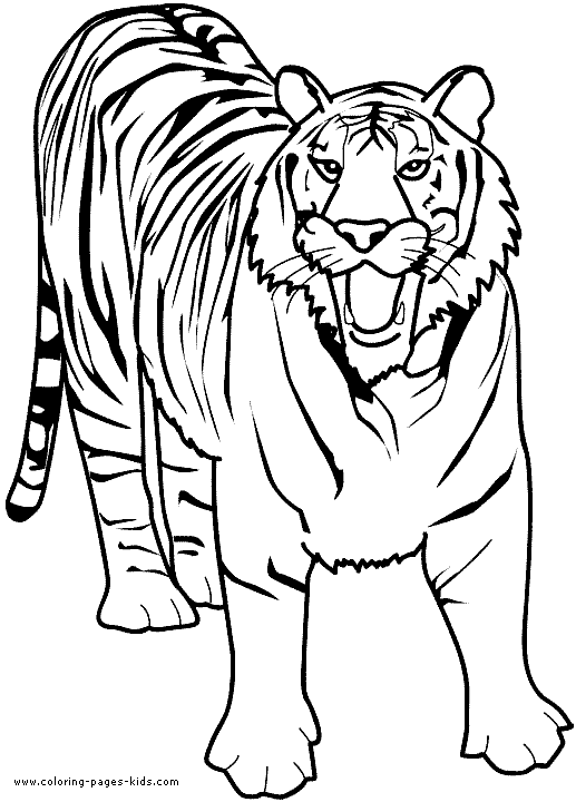 lion color page, tiger color page, plate, coloring sheet,printable coloring picture