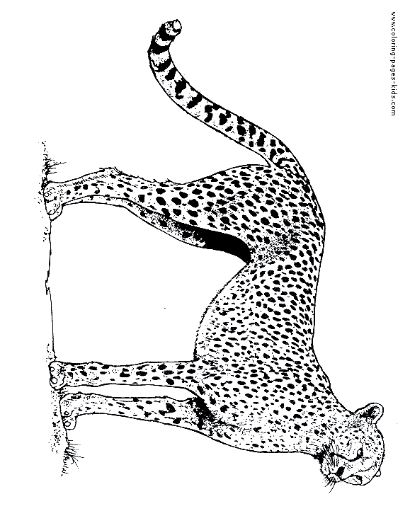 Cheetah color page