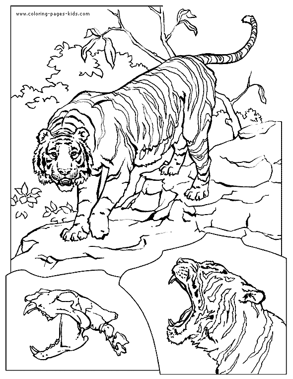 Tigers coloring page