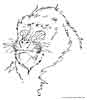 Baboon coloring page