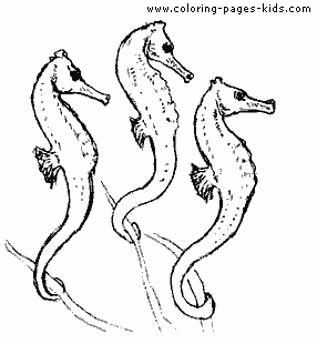 Seahorses