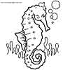 Seahorse coloring page