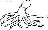 Squid coloring page