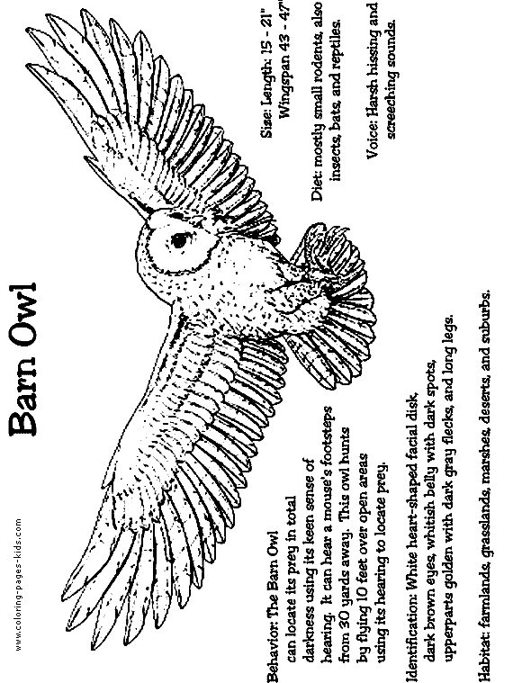 Barn Owl color page