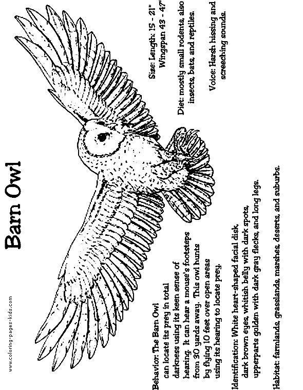 Barn Owl