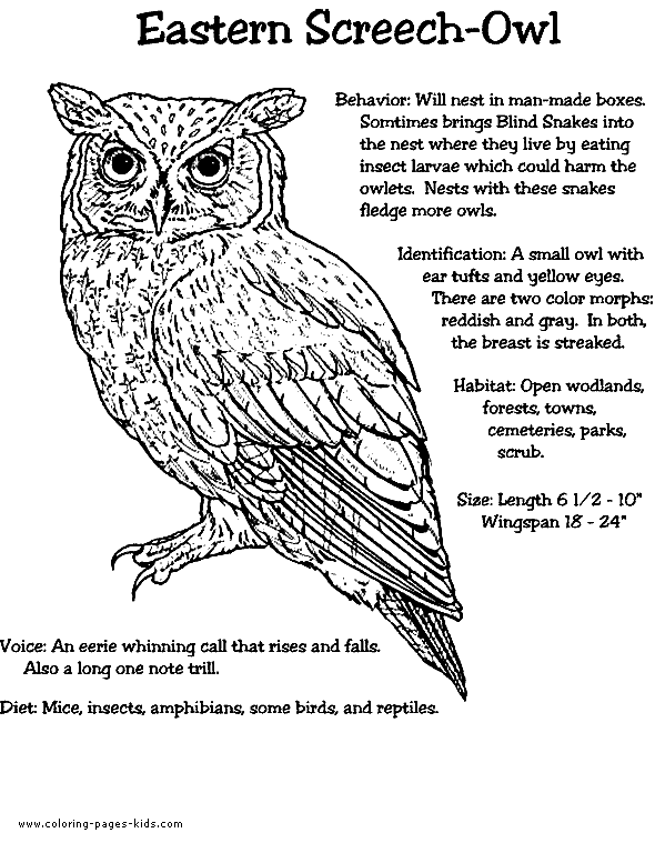 Screech Owl Coloring Pages
