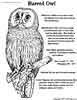 owl coloring