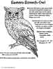 Eastern Screech owl coloring page