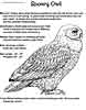 Snowy Owl coloring page for kids