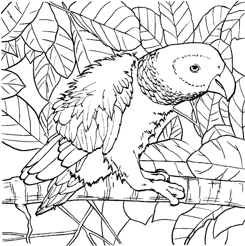 Parrot coloring pages, color plate, coloring sheet,printable coloring picture