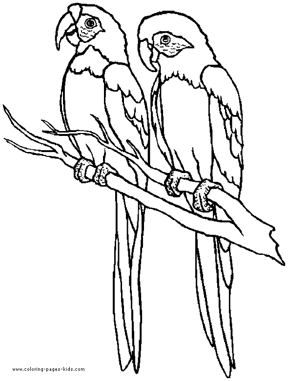 Two Parrots