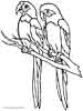 Two Parrots coloring pages