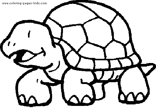 Turtle color page