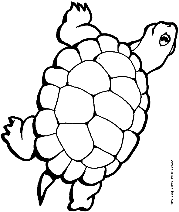 Turtle coloring pages, color plate, coloring sheet,printable coloring picture