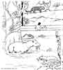 Zoo animal coloring pages