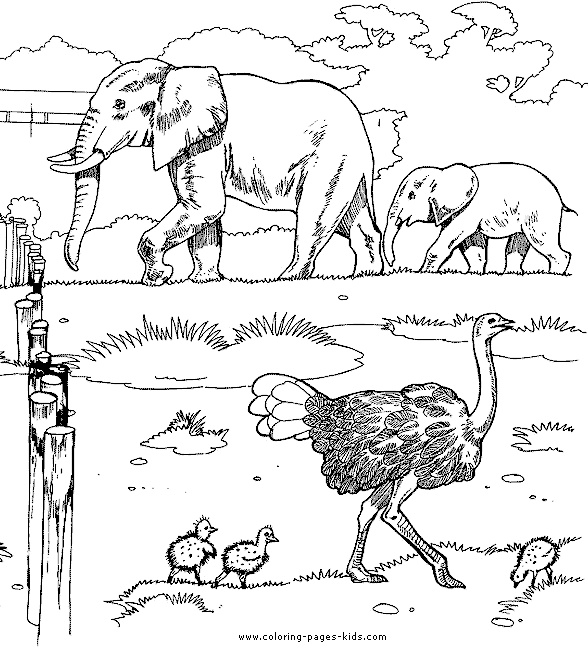Elephants and an ostrich color page