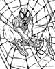 Spiderman in a web coloring page