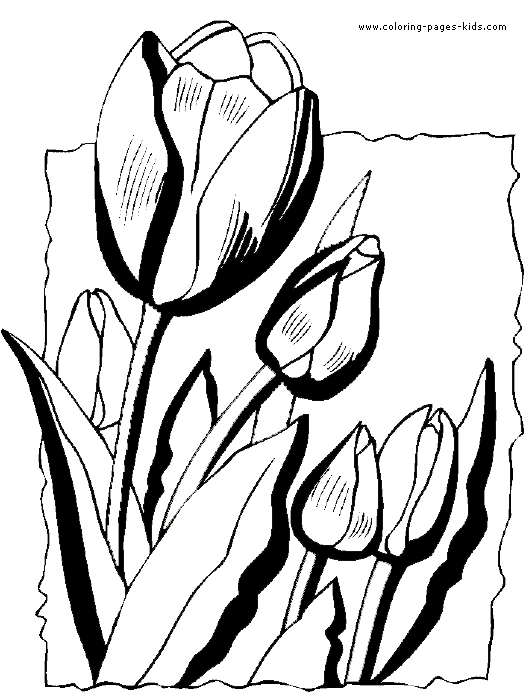 Tulips color page, Flowers coloring pages, color plate, coloring sheet,printable coloring picture