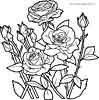 Many Roses coloring page