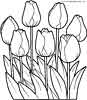Tulips colouring plate