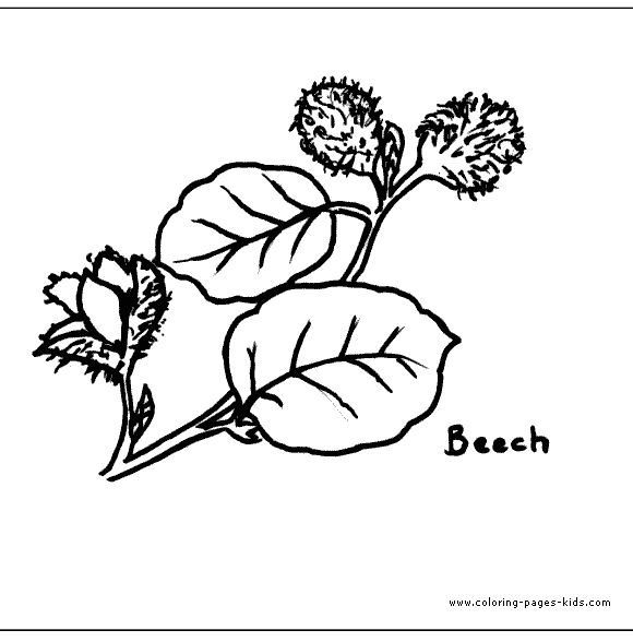 Beech Leaves Leaf color page,  coloring pages, color plate, coloring sheet,printable coloring picture