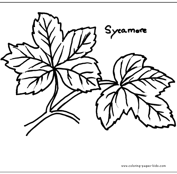 Syeamore leaf Leaf color page,  coloring pages, color plate, coloring sheet,printable coloring picture