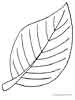 Leaf coloring pages