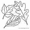 Printable Leaves coloring sheet