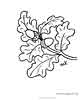 Oak Leaves coloring pages for kids