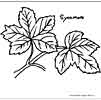 Sycamore leaves coloring pages for kids