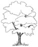 Free Tree colouring sheets for kids