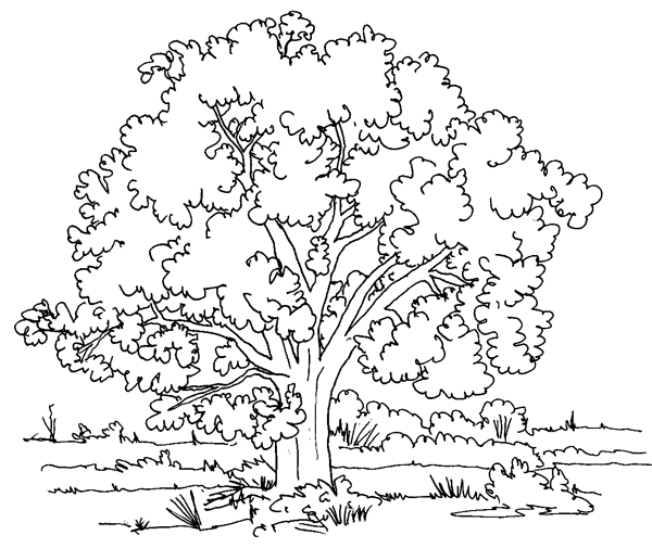 Tree color page, coloring pages, color plate, coloring sheet,printable coloring picture