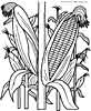 Corn vegetable coloring page