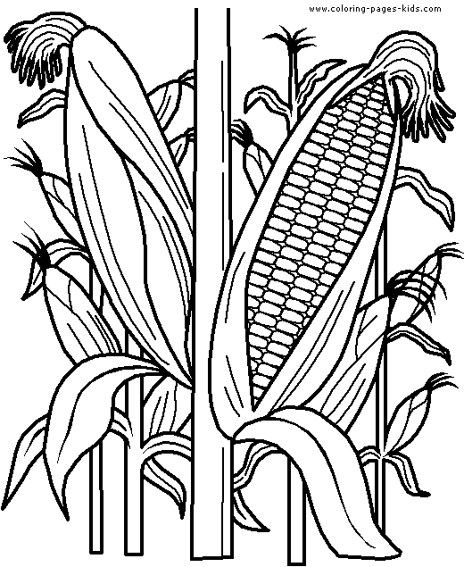 Corn Vegetable color page, coloring pages, color plate, coloring sheet,printable coloring picture